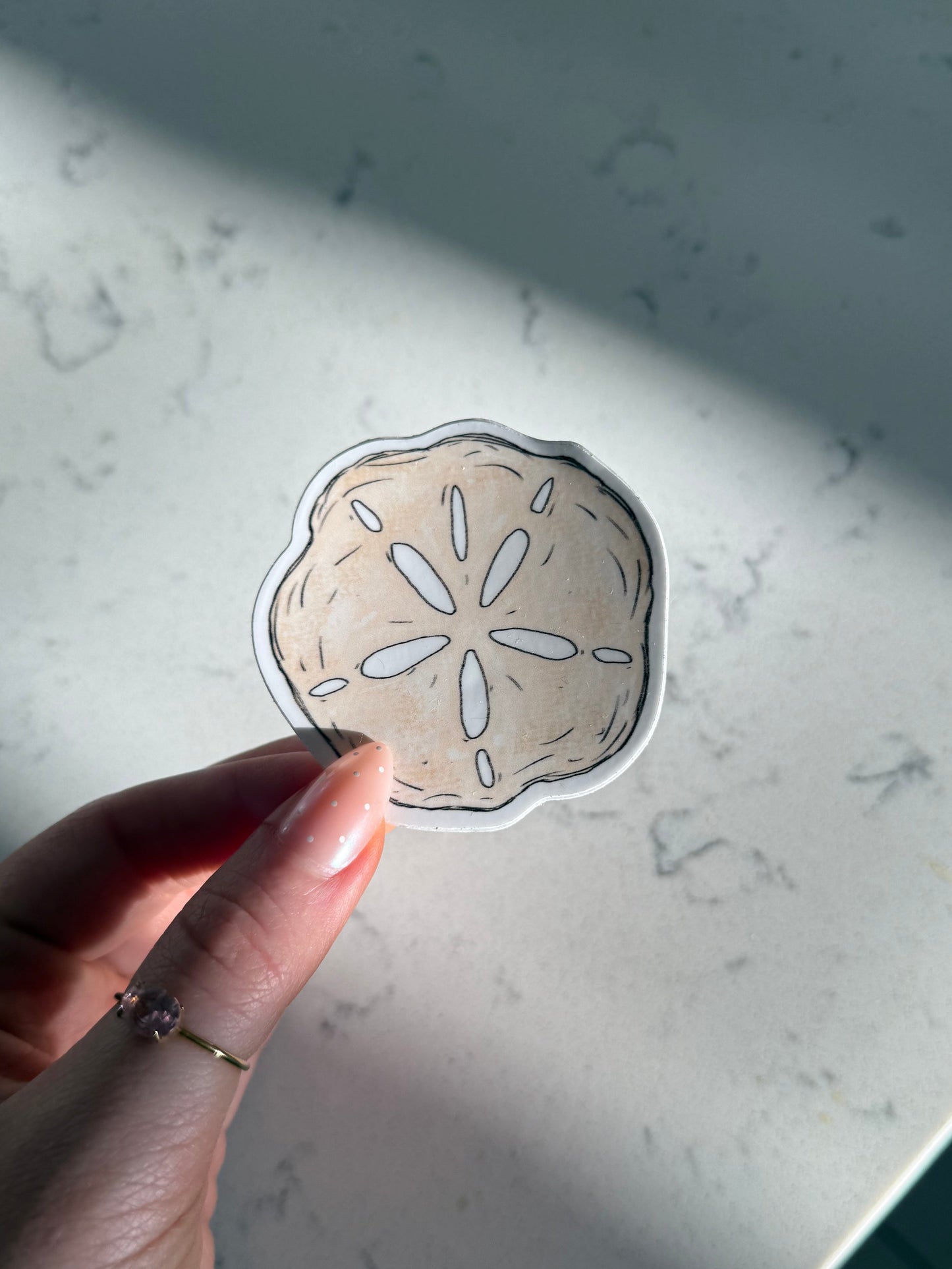 Sand Dollar Sticker